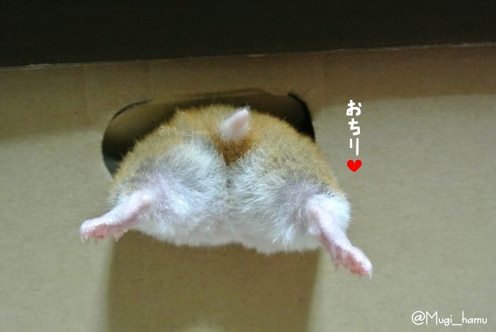 Cute-Hamster-Butts