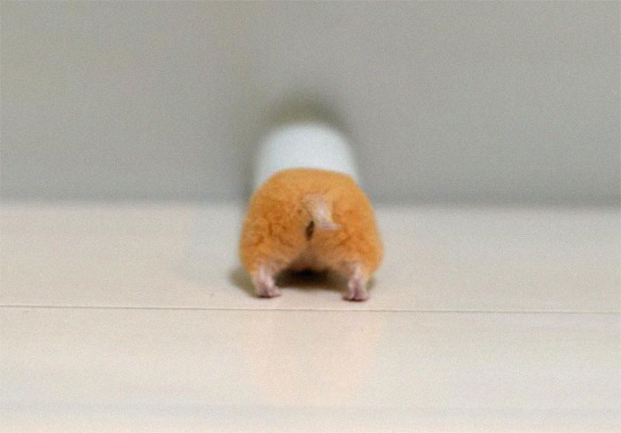 Cute-Hamster-Butts