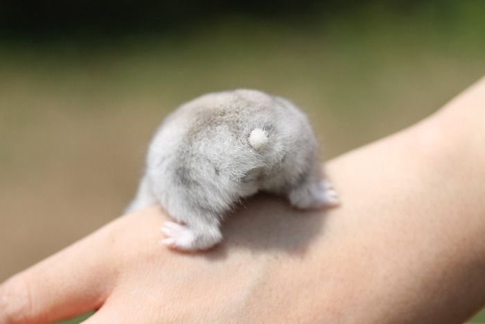 Cute-Hamster-Butts