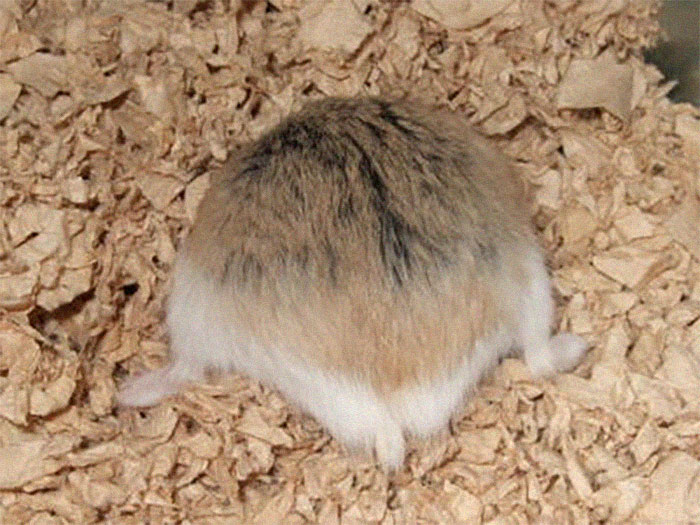 Cute-Hamster-Butts