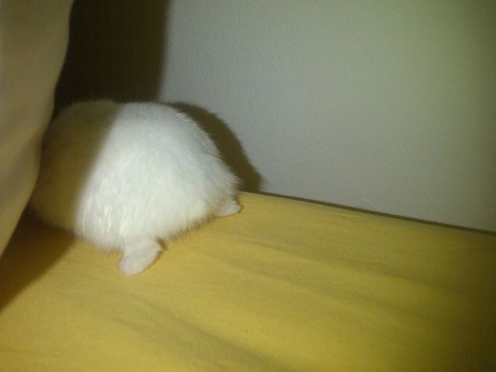 Cute-Hamster-Butts