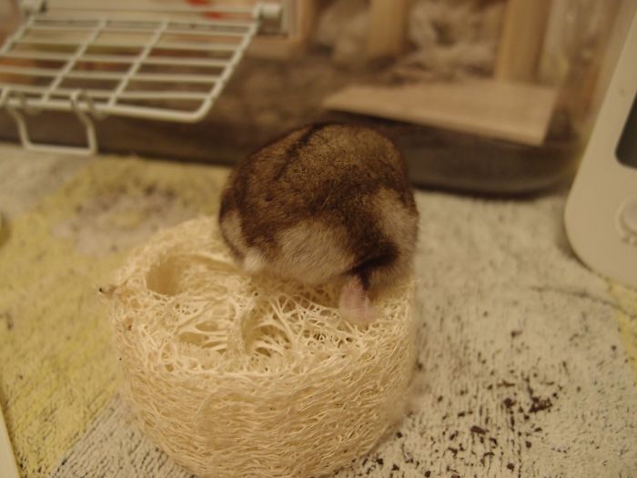 Cute-Hamster-Butts