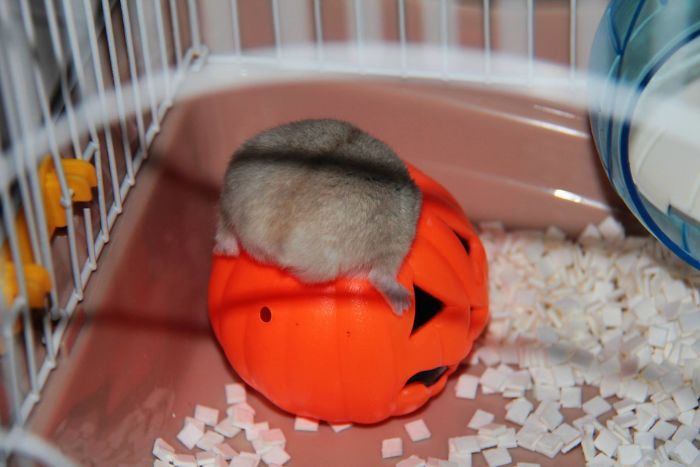 Cute-Hamster-Butts