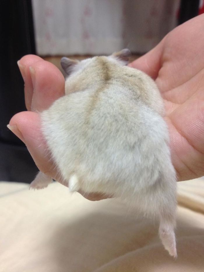 Cute-Hamster-Butts