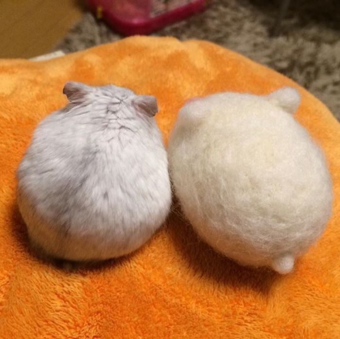 Cute-Hamster-Butts