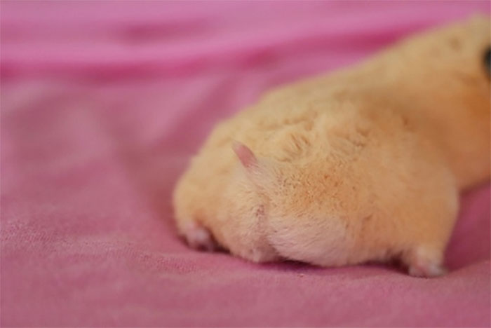 Cute-Hamster-Butts