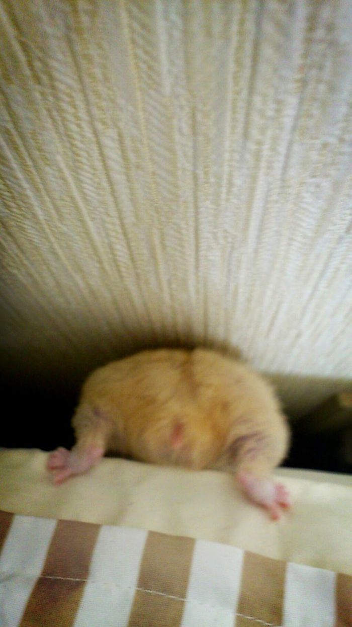 Cute-Hamster-Butts