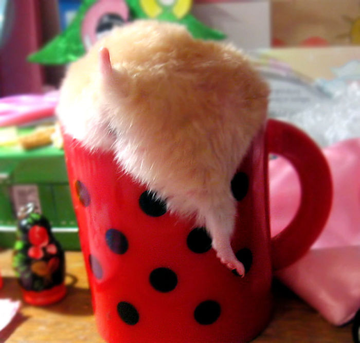 Cute-Hamster-Butts
