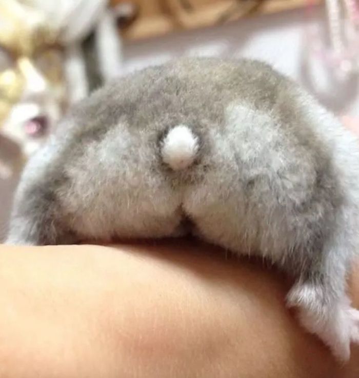 Cute-Hamster-Butts