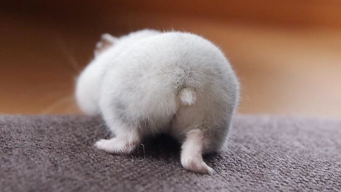 Cute-Hamster-Butts