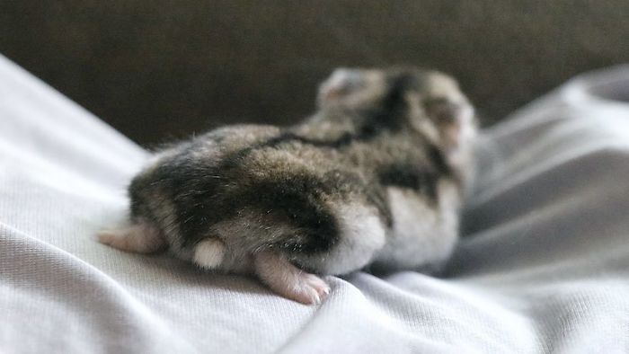 Cute-Hamster-Butts