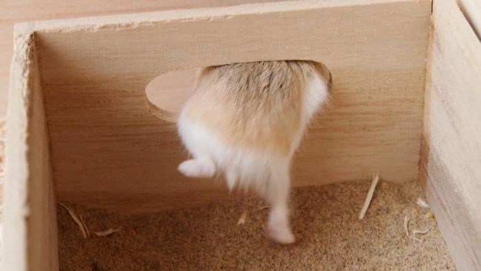 Cute-Hamster-Butts