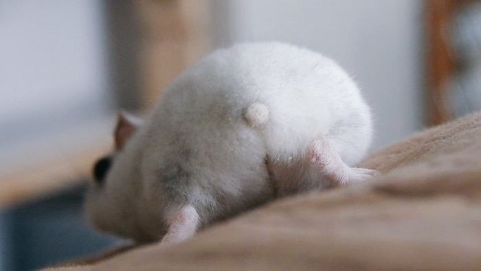 Cute-Hamster-Butts