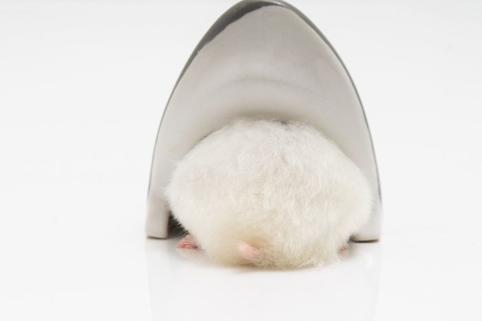 Cute-Hamster-Butts