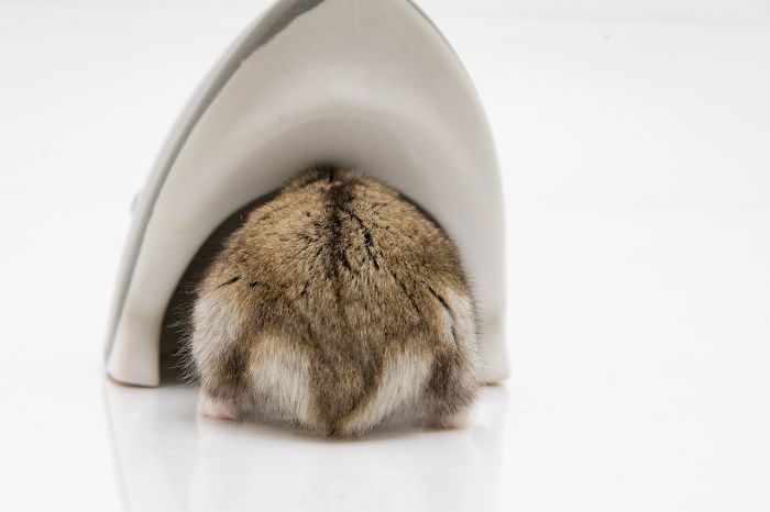 Cute-Hamster-Butts