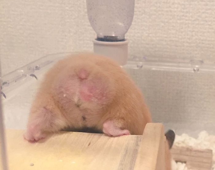 Cute-Hamster-Butts