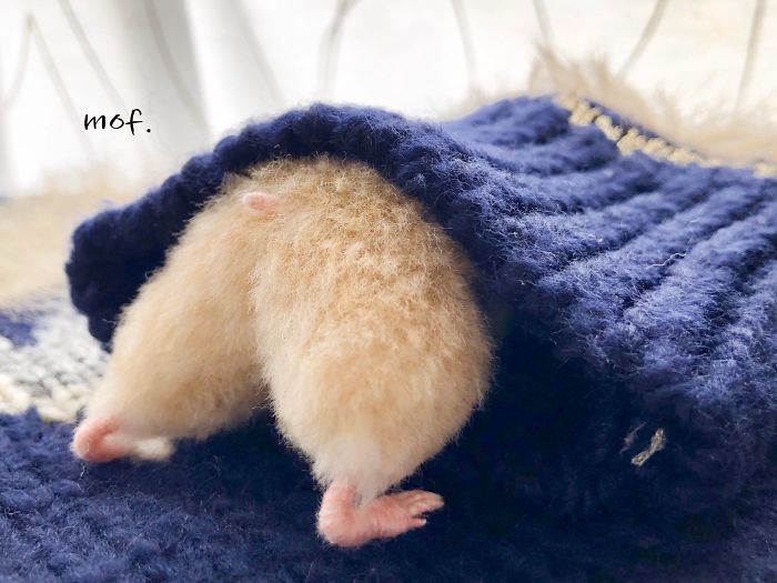 Cute-Hamster-Butts