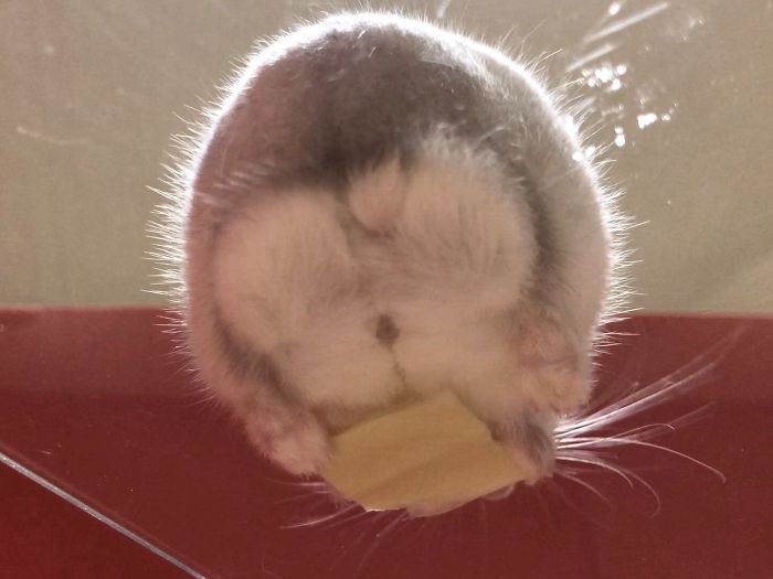 Cute-Hamster-Butts