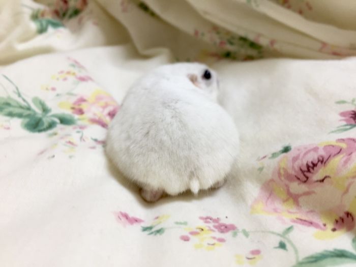Cute-Hamster-Butts