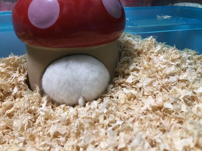 Cute-Hamster-Butts