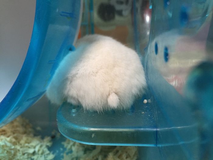 Cute-Hamster-Butts
