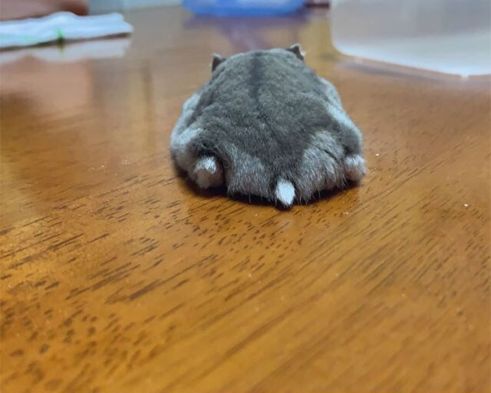 Cute-Hamster-Butts