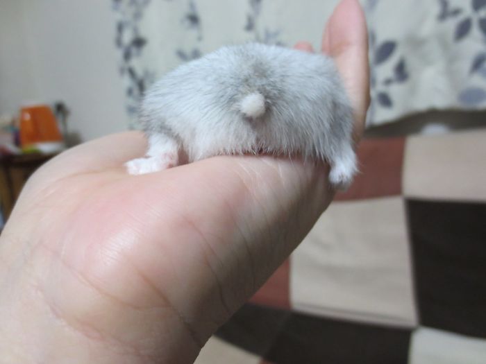 Cute-Hamster-Butts