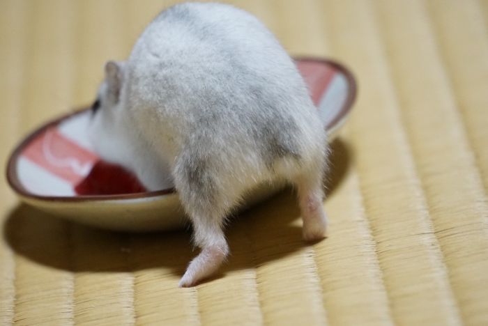 Cute-Hamster-Butts