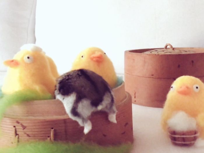 Cute-Hamster-Butts