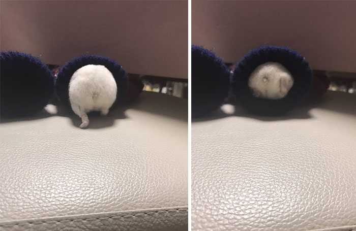 Cute-Hamster-Butts