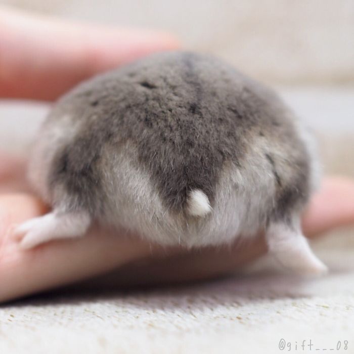 Cute-Hamster-Butts