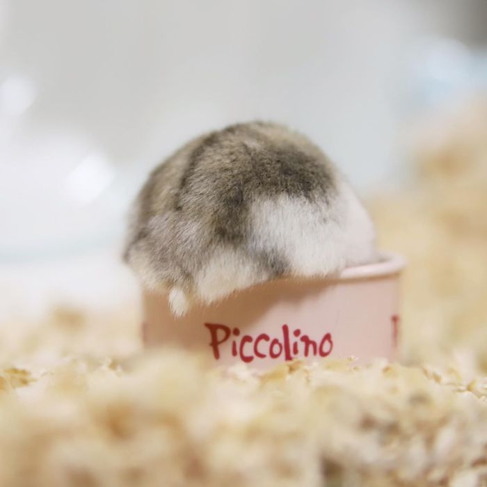 Cute-Hamster-Butts