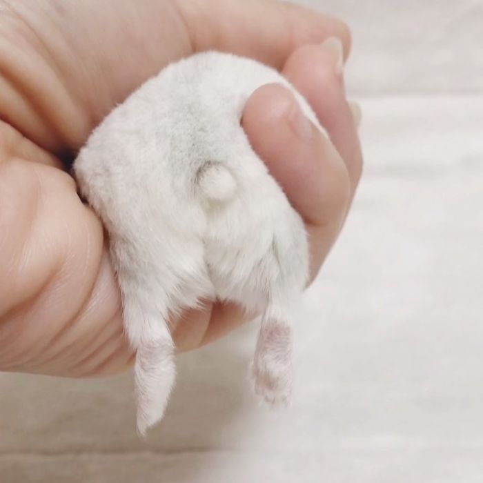 Cute-Hamster-Butts