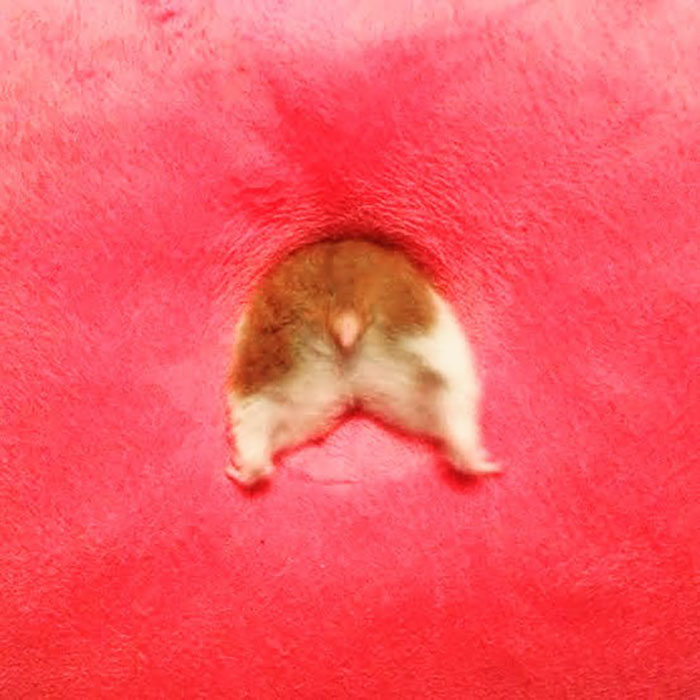 Cute-Hamster-Butts