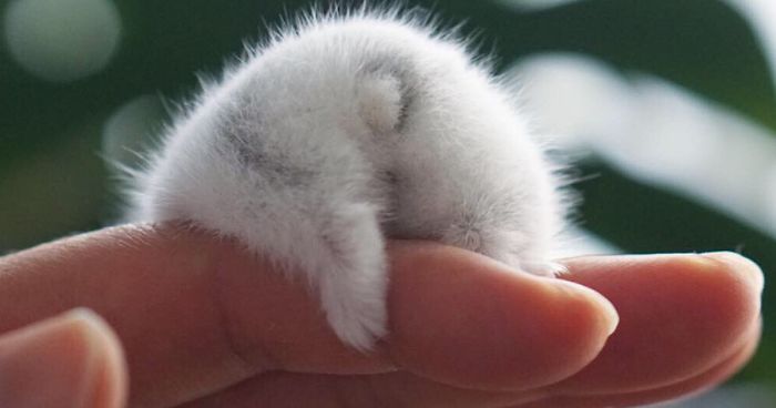 30 Hamster Butts To Add Cuteness To Your Day