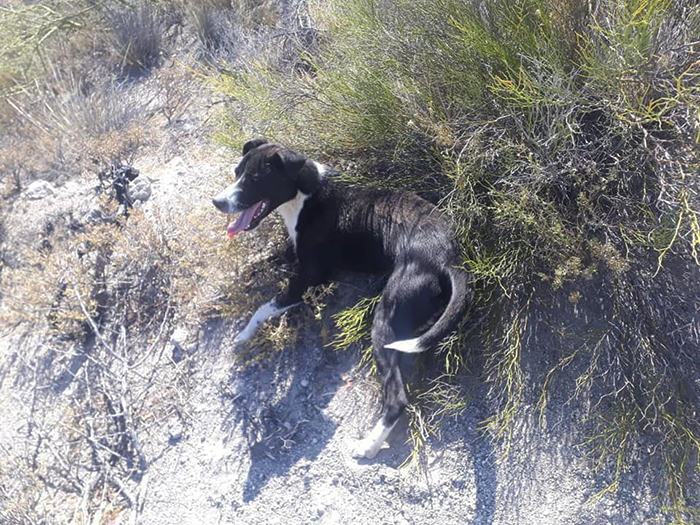 Cyclist Stops Mid-Practice To Help A Dehydrated Dog, Ends Up Carrying It On His Back