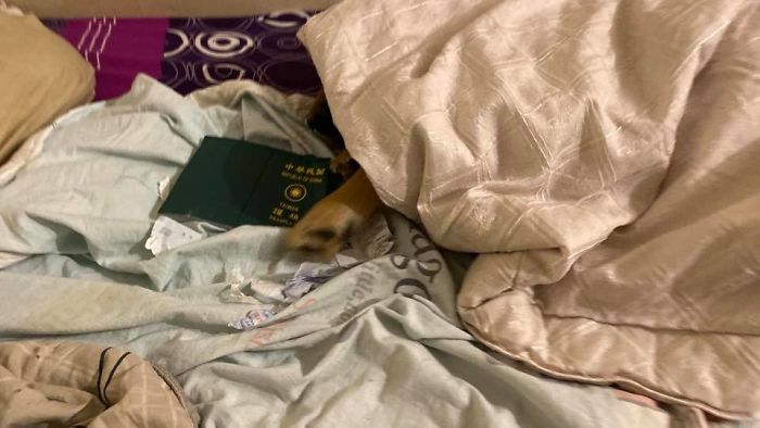 Dog Stops Owner From Going To Wuhan By Destroying Her Passport, Potentially Saves Her