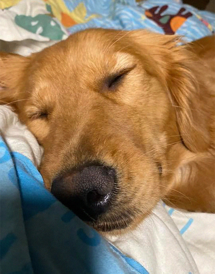 Dog Stops Owner From Going To Wuhan By Destroying Her Passport, Potentially Saves Her