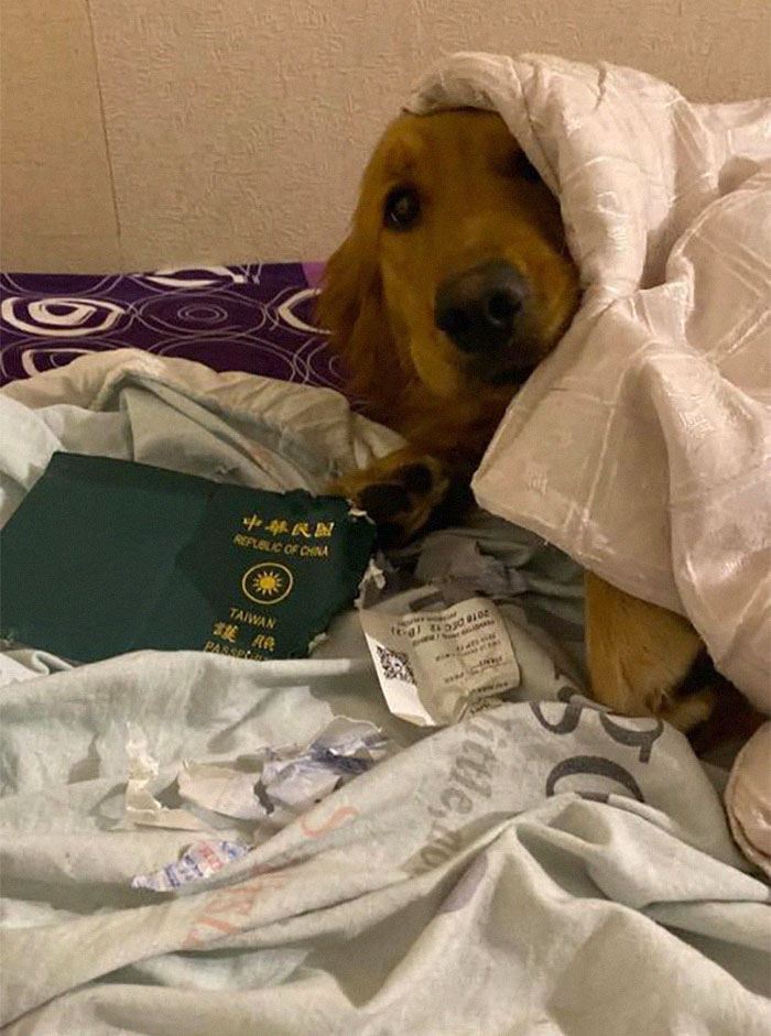 Dog Stops Owner From Going To Wuhan By Destroying Her Passport, Potentially Saves Her