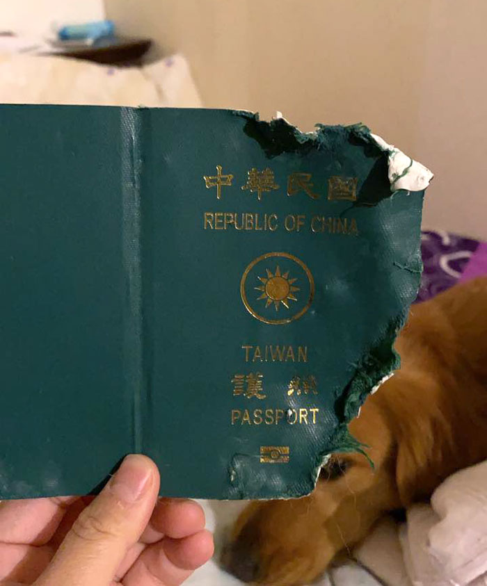 Dog Stops Owner From Going To Wuhan By Destroying Her Passport, Potentially Saves Her