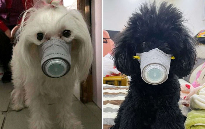 Scared Of Coronavirus, Chinese People Have Started Putting Masks On Their Pets Scared Of Coronavirus, Chinese People Have Started Putting Masks On Their Pets