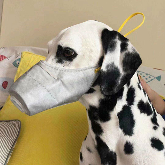 Scared Of Coronavirus, Chinese People Have Started Putting Masks On Their Pets Scared Of Coronavirus, Chinese People Have Started Putting Masks On Their Pets
