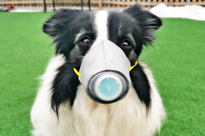 Scared Of Coronavirus, Chinese People Have Started Putting Masks On Their Pets