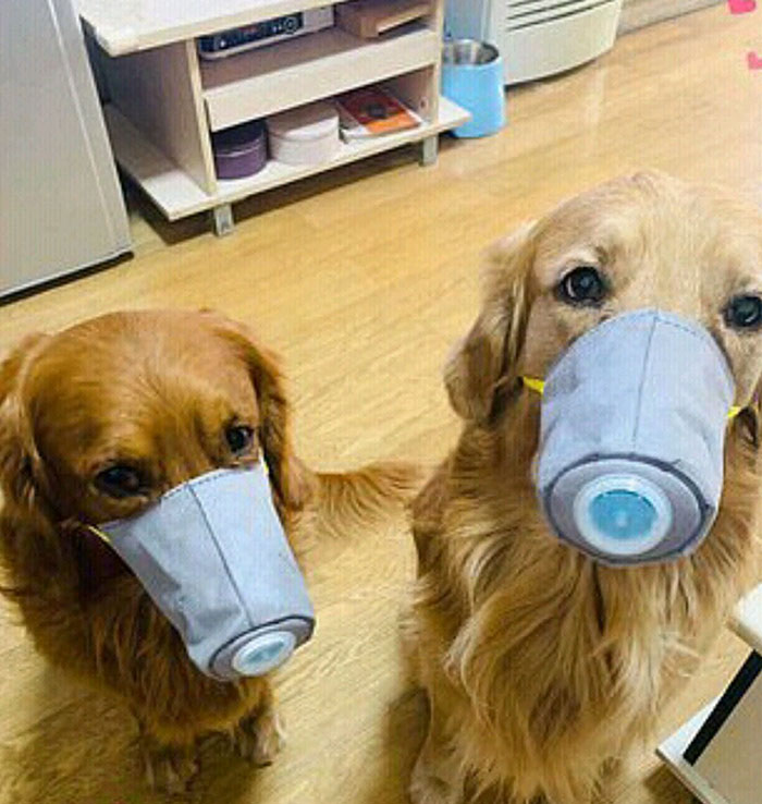 Scared Of Coronavirus, Chinese People Have Started Putting Masks On Their Pets Scared Of Coronavirus, Chinese People Have Started Putting Masks On Their Pets