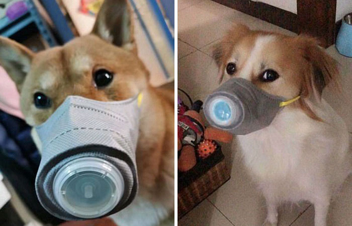 Scared Of Coronavirus, Chinese People Have Started Putting Masks On Their Pets Scared Of Coronavirus, Chinese People Have Started Putting Masks On Their Pets