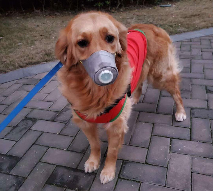 Scared Of Coronavirus, Chinese People Have Started Putting Masks On Their Pets Scared Of Coronavirus, Chinese People Have Started Putting Masks On Their Pets