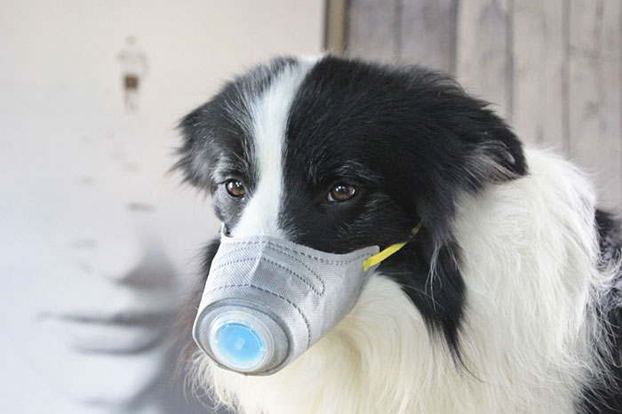 Scared Of Coronavirus, Chinese People Have Started Putting Masks On Their Pets Scared Of Coronavirus, Chinese People Have Started Putting Masks On Their Pets