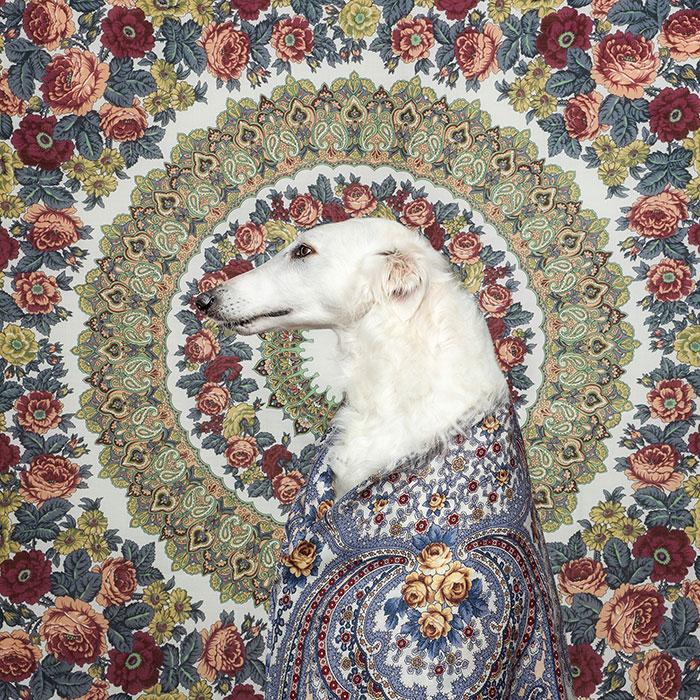 We Explore The Uniqueness Of Different Dog Breeds And Their Beautiful Personalities (17 New Pics)