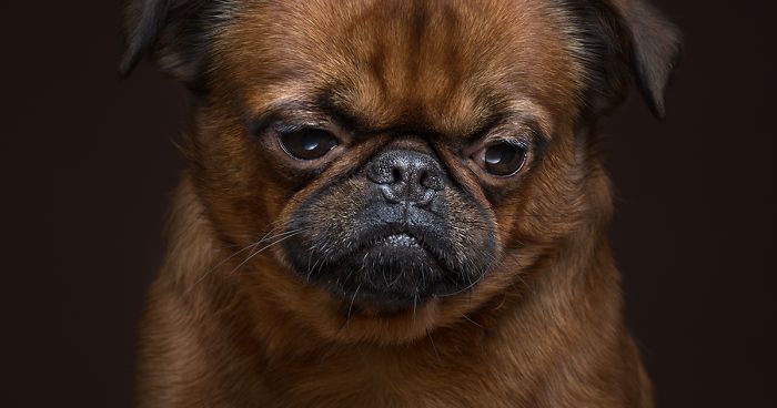 We Explore The Uniqueness Of Different Dog Breeds And Their Beautiful Personalities (17 New Pics)