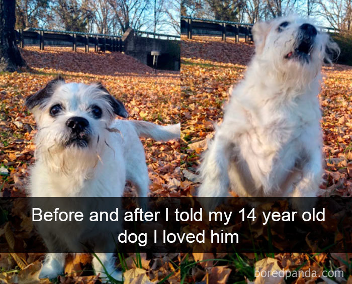 Funny-Hilarious-Dog-Snapchats